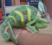 Nejdivnější člen této rodiny- chameleon Rogerek